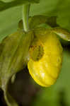 Yellow lady's slipper